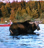 Moose Safari + Lodging for just $84.99/pp/do