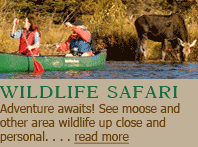 Wildlife Safari: Adventure awaits! See moose and other area wildlife up close and personal.